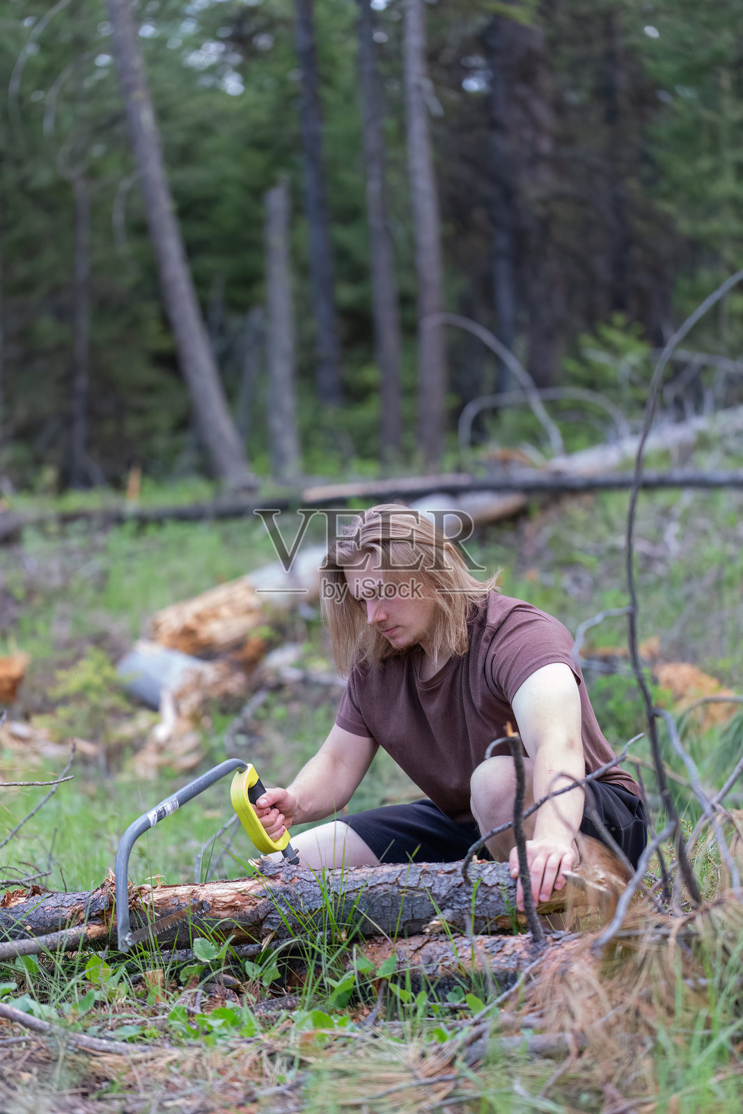 年轻男子在森林里用弓锯锯倒下的原木。照片摄影图片