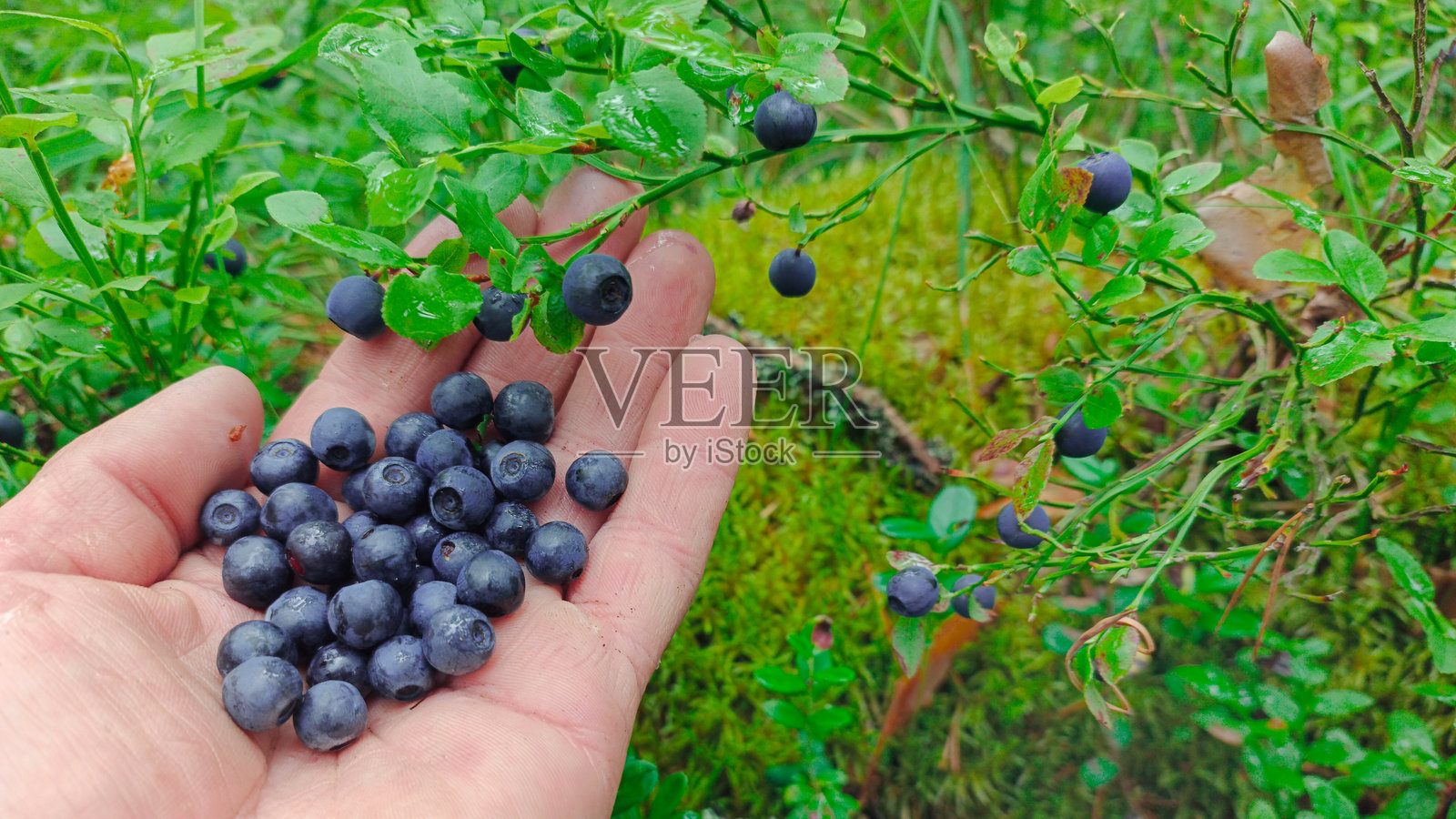 蓝莓在手掌中照片摄影图片