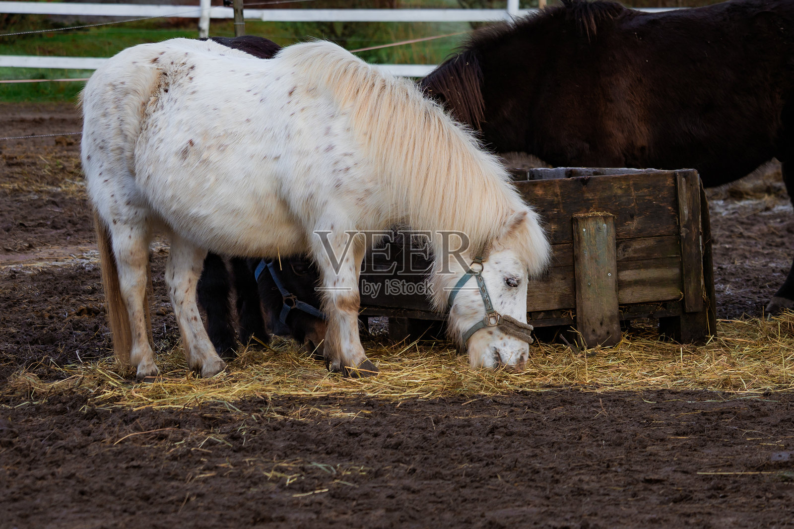 农场里优雅的马匹照片，在郁郁葱葱的绿色牧场里吃草，有乡村风格的栅栏。自然光线凸显了它们的皮毛、体态以及宁静的环境。非常适合自然摄影、马术主题、农场生活和风景内容。照片摄影图片