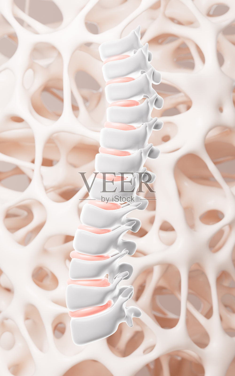 人类脊柱和多孔骨骼框架背景，三维渲染。照片摄影图片