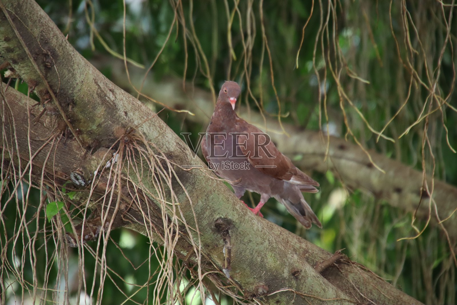 棕色鸽子栖息在粗壮的树枝上，周围环绕着垂下的根须照片摄影图片
