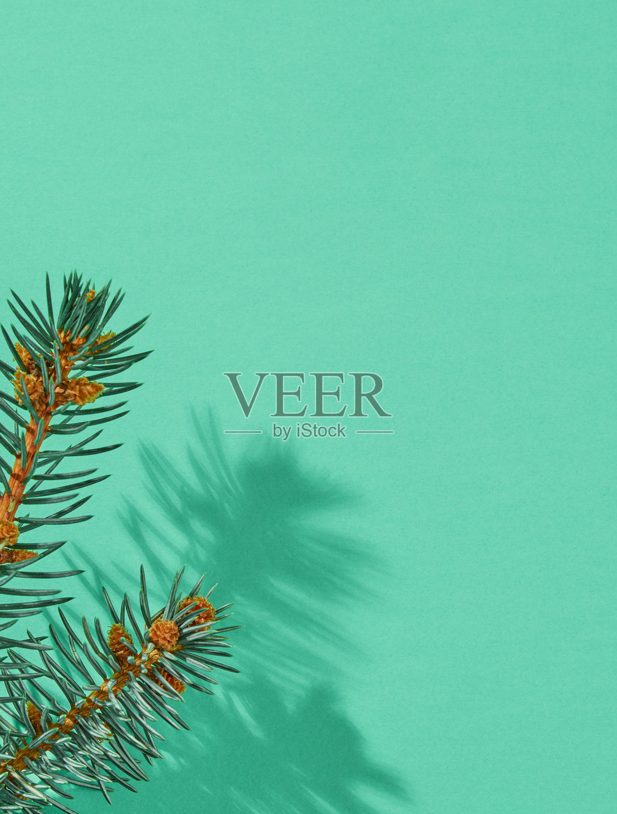 松树枝特写照片摄影图片