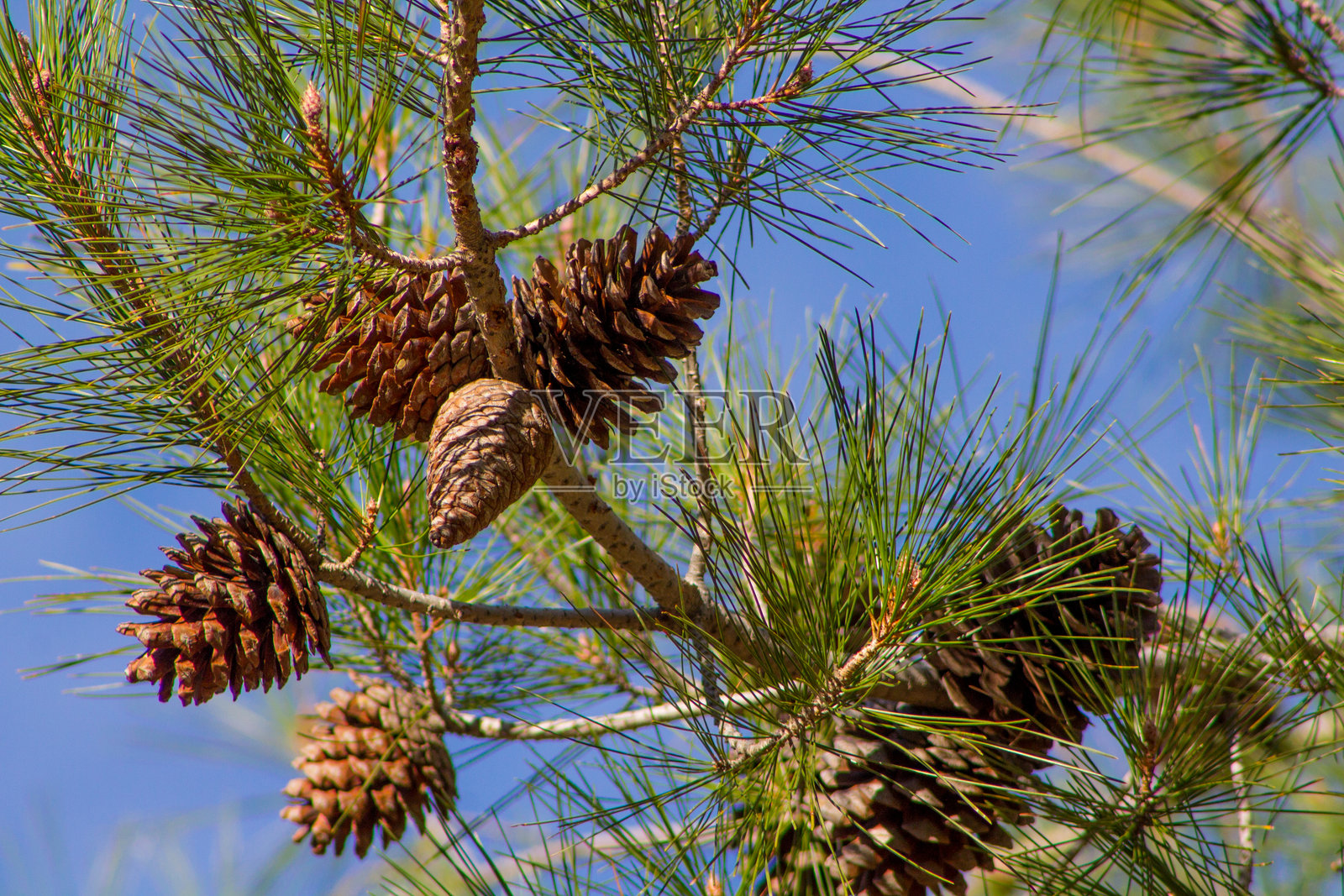 松果在自然森林环境的树枝上，纹理细节丰富，常绿针叶照片摄影图片