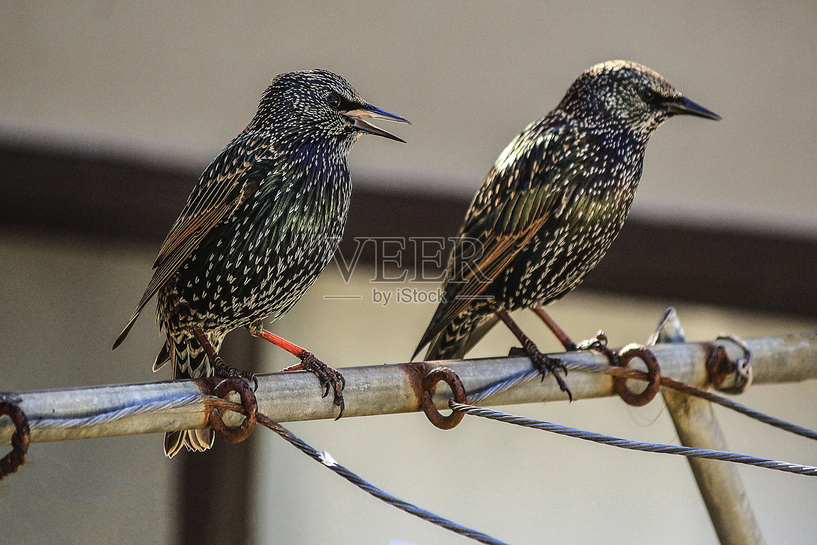 两只澳大利亚普通椋鸟（Sturnus vulgaris）栖息在管道上照片摄影图片