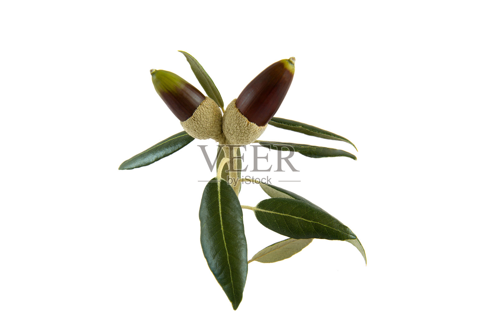 伊斯特拉-乌马格的栓皮栎橡子（Quercus ilex）照片摄影图片