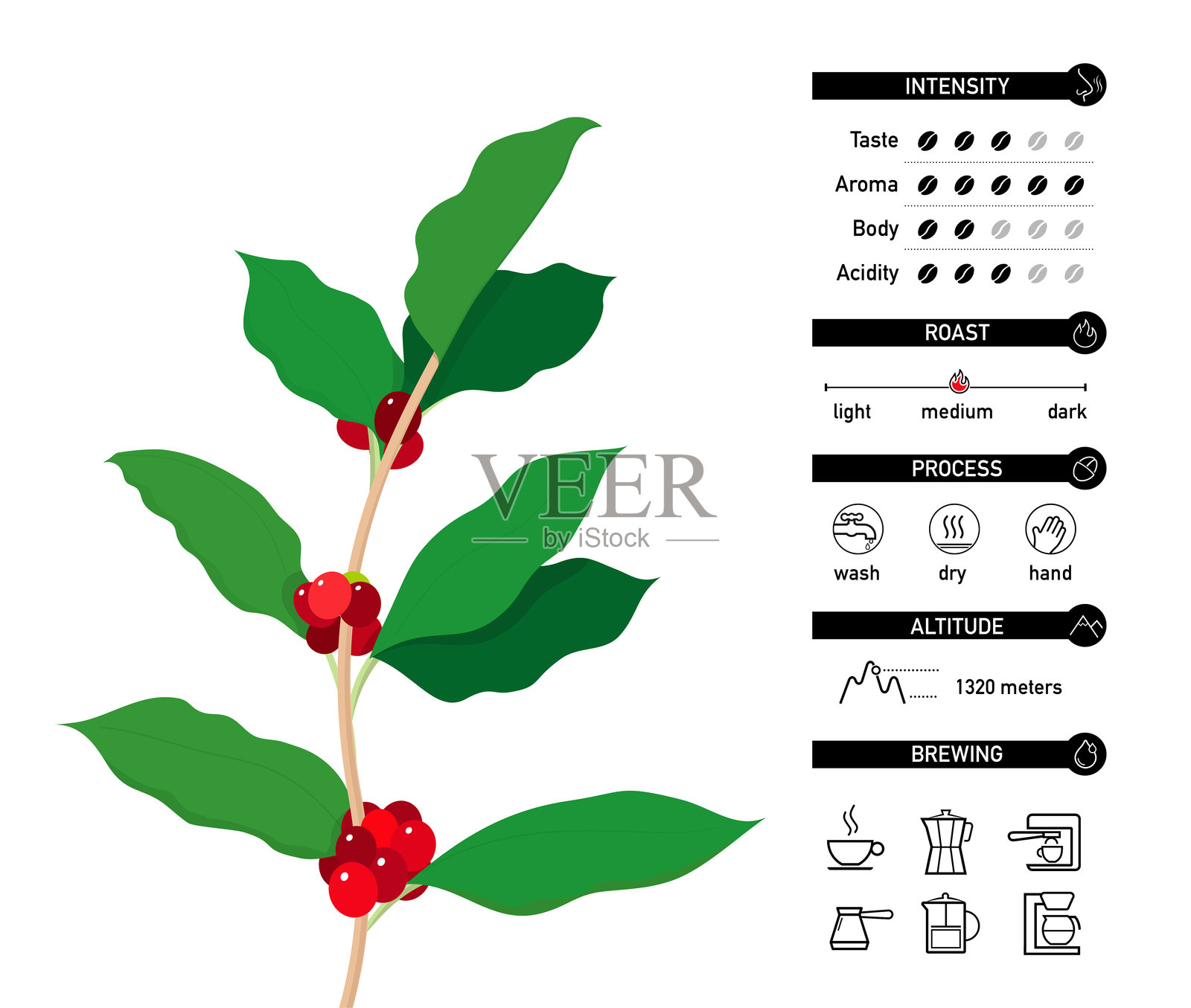 带有图标的阿拉比卡咖啡树枝插画图片素材