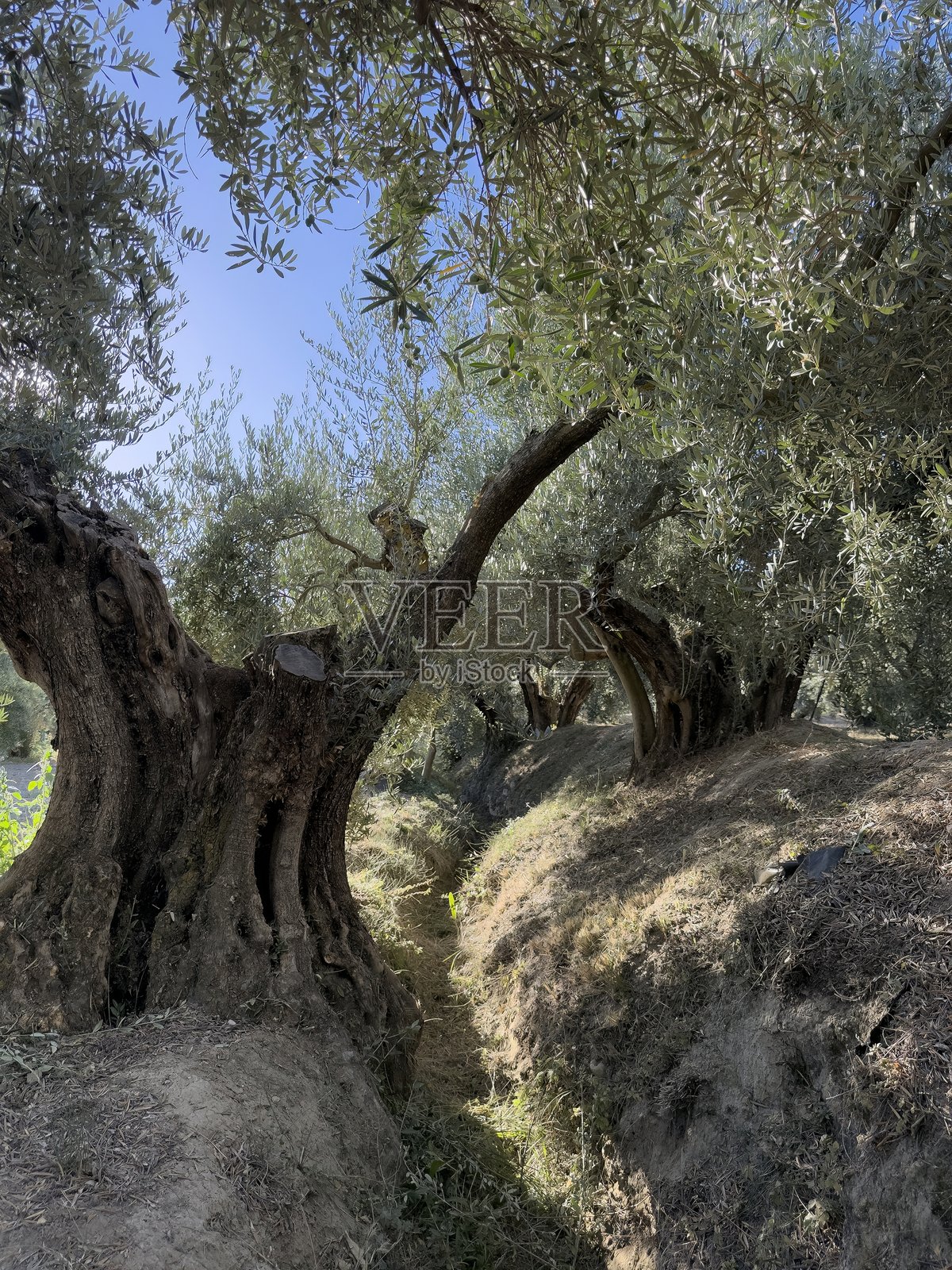 西班牙南部古老的橄榄树，拥有巨大的扭曲树干照片摄影图片
