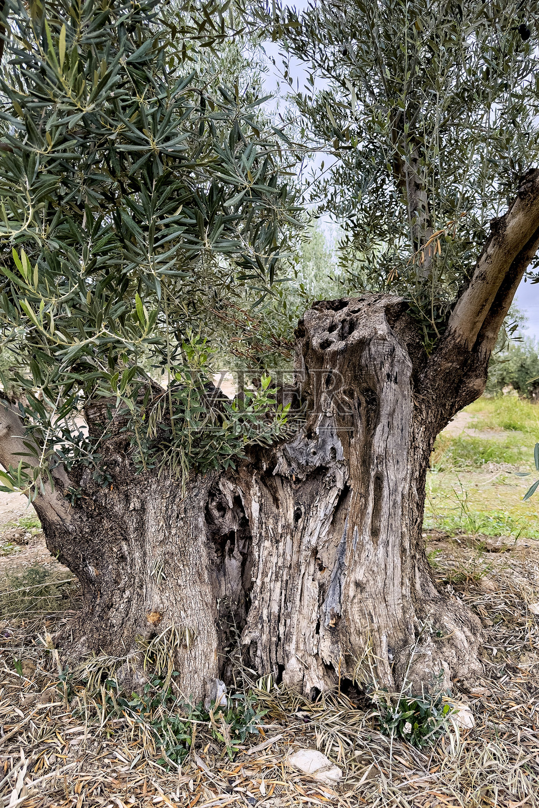 西班牙南部古老的橄榄树，拥有巨大的扭曲树干照片摄影图片