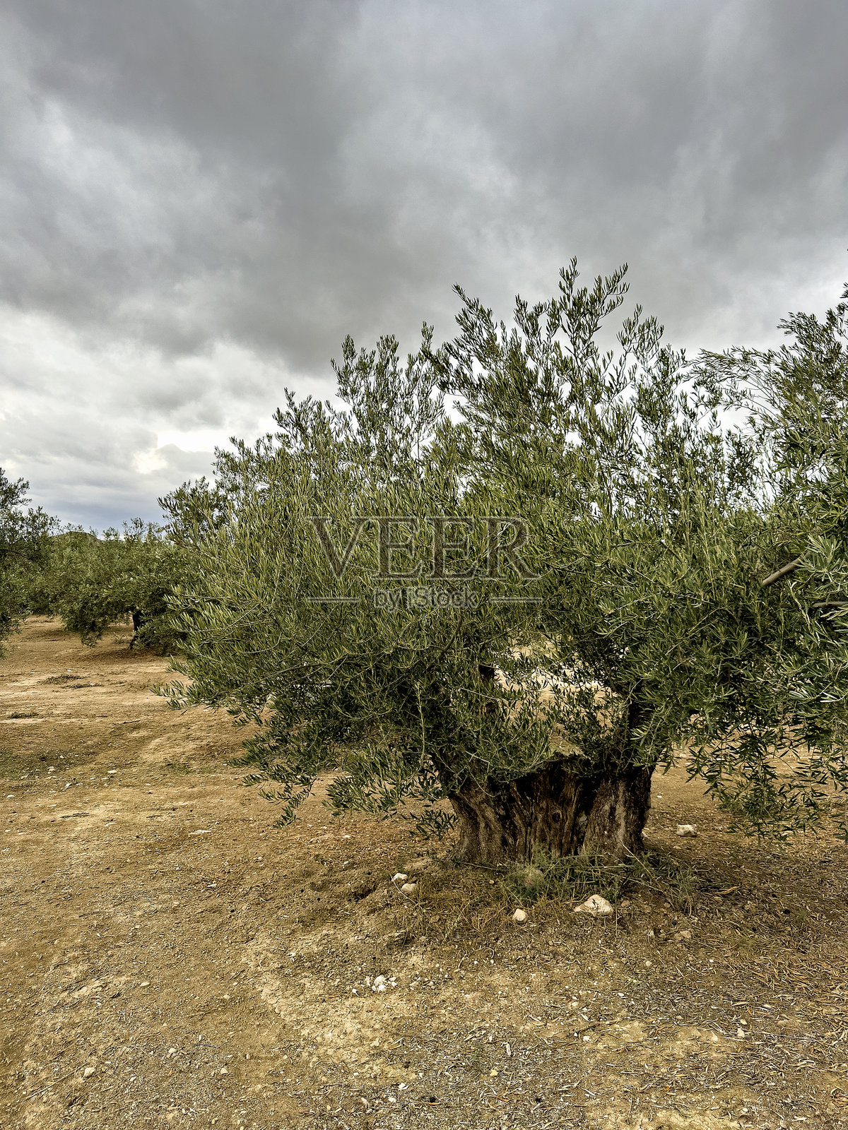 西班牙南部一棵拥有巨大扭曲树干的古老橄榄树照片摄影图片
