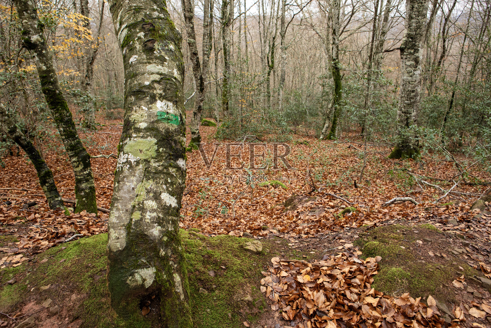秋日林间小径，落叶与长满苔藓的树干，四周环绕着秋季景色照片摄影图片
