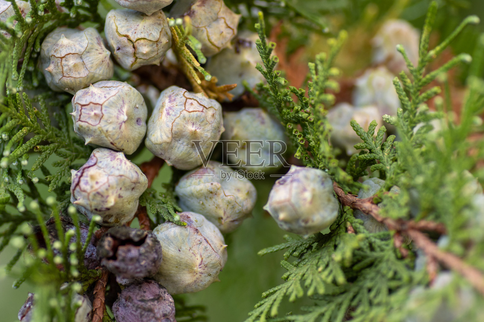 松树的球果或孢子叶簇长在树枝上，背景为自然风景照片摄影图片