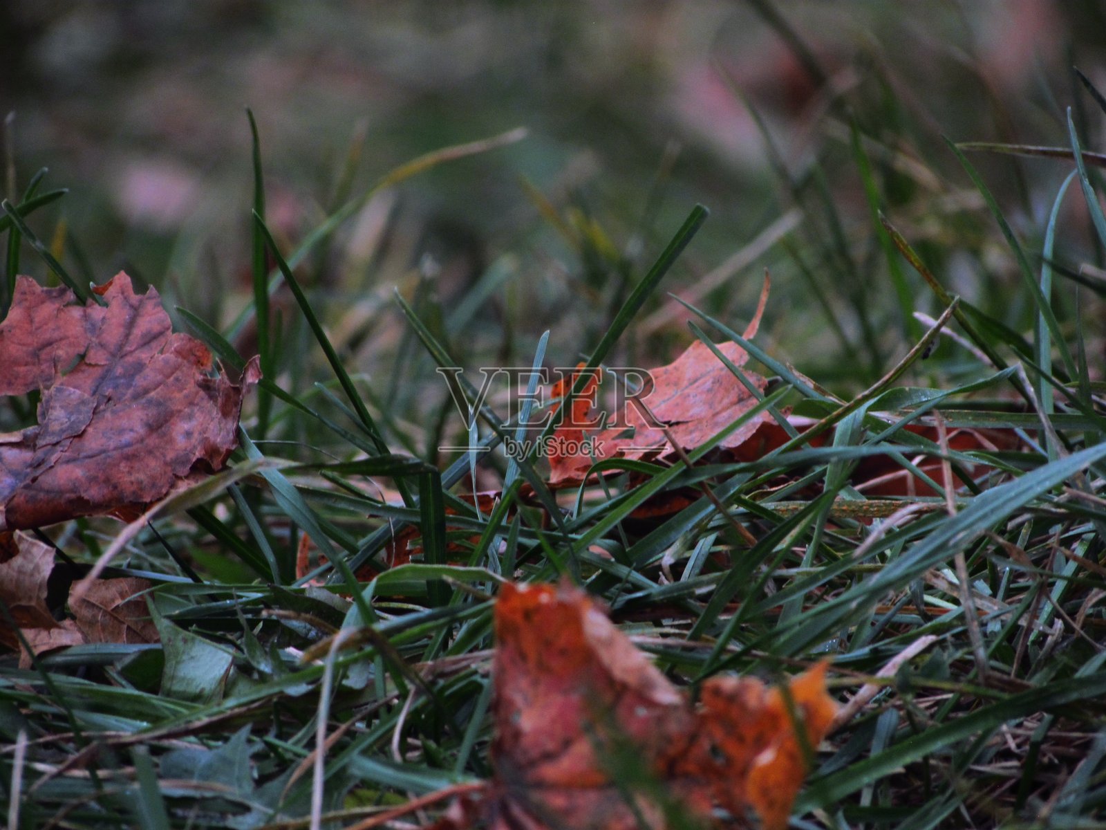 秋叶照片摄影图片
