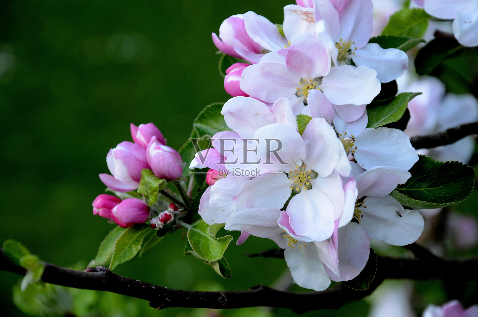 夏日花园里，绽放的苹果花伴随着花苞和绿叶照片摄影图片