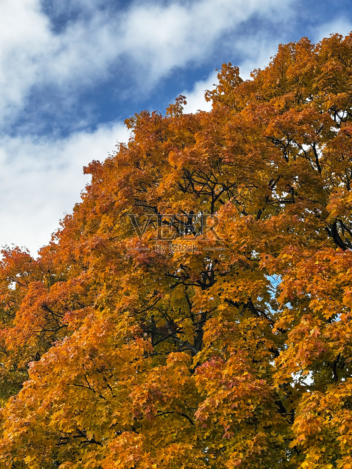 高大的树木，橙色的秋叶伸向蓝色多云的天空。照片摄影图片