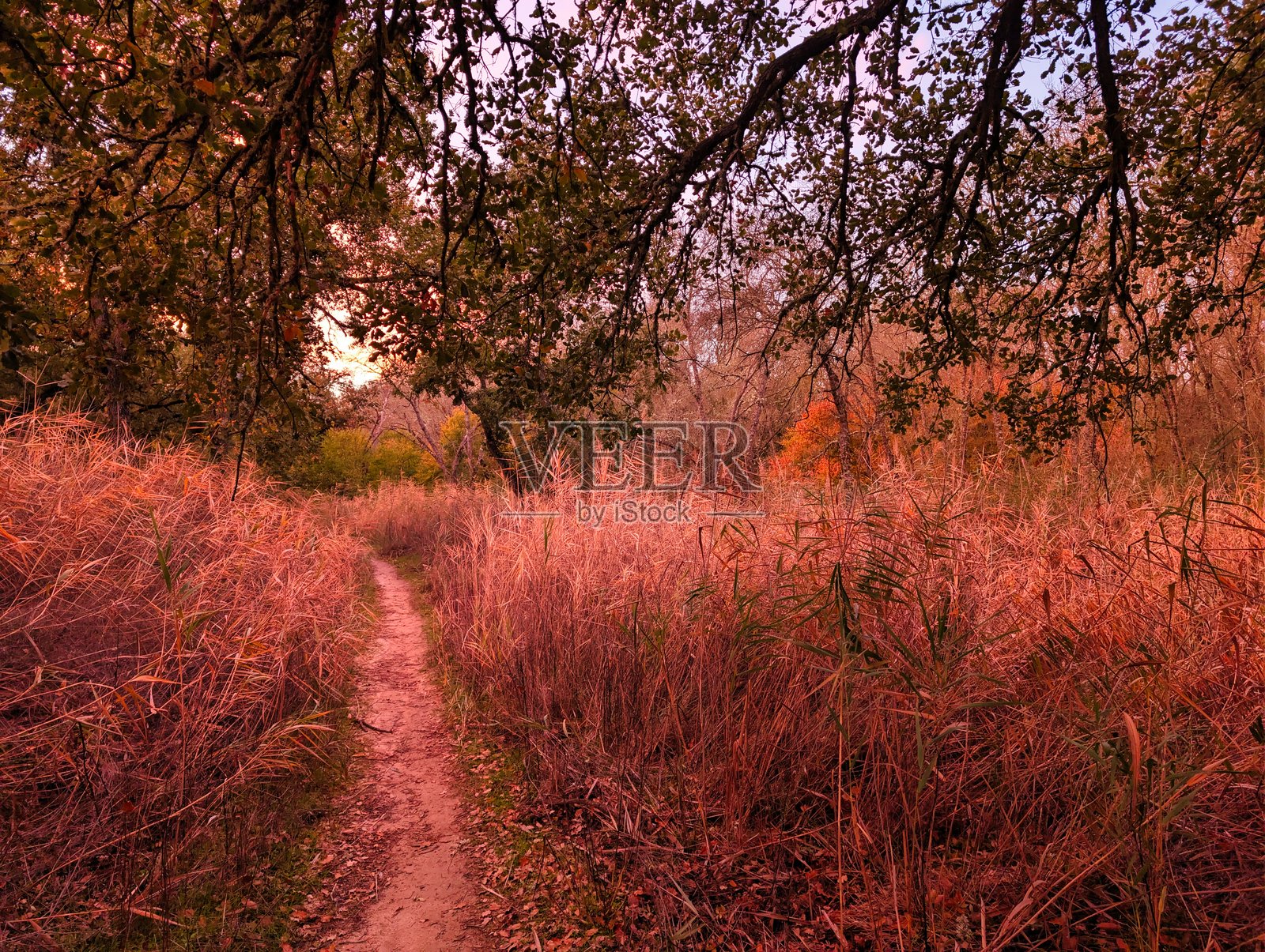 夕阳下宁静森林区域，高草丛中的风景小径照片摄影图片