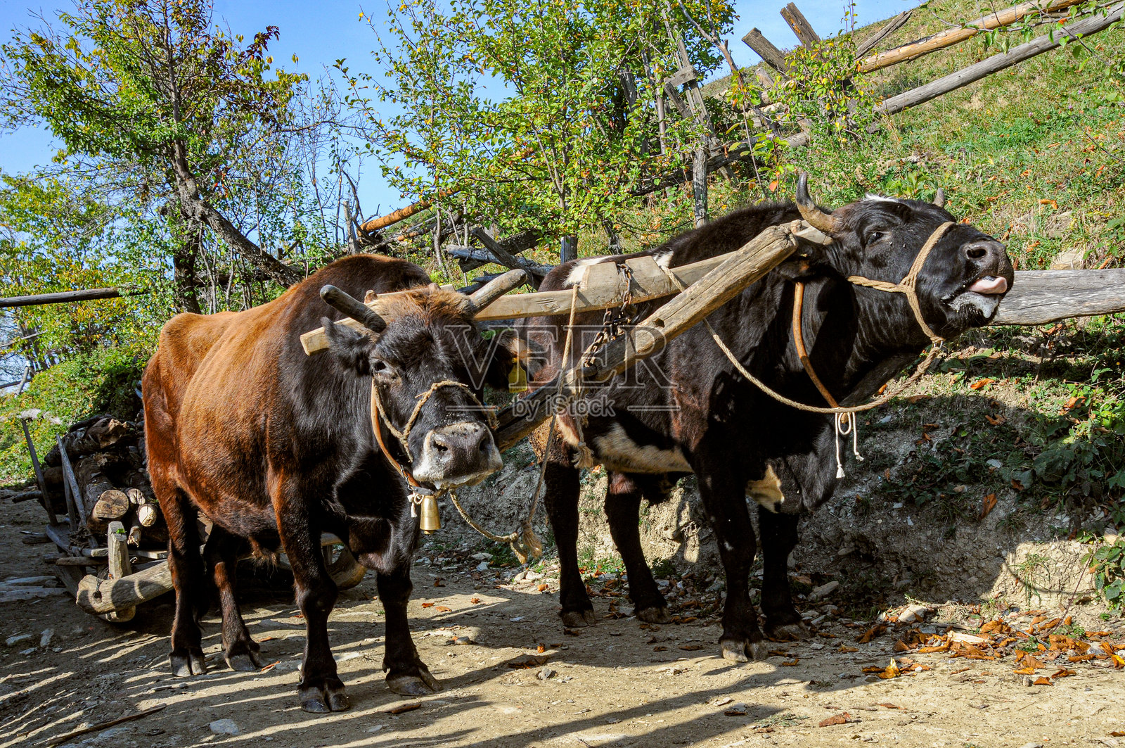 两头牛拉着雪橇在路上等待照片摄影图片