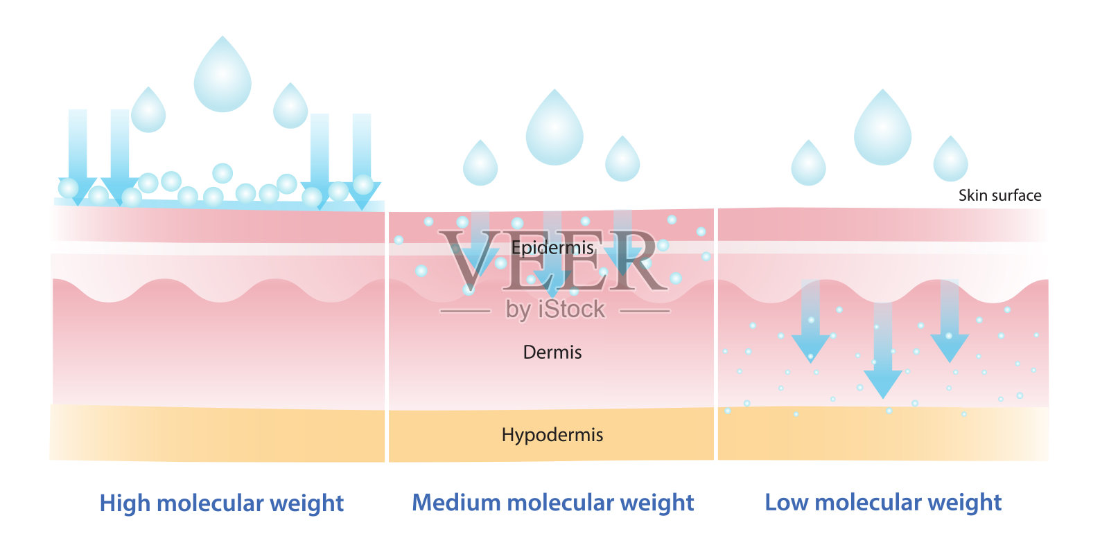 高、中、低分子量透明质酸的比较插画图片素材