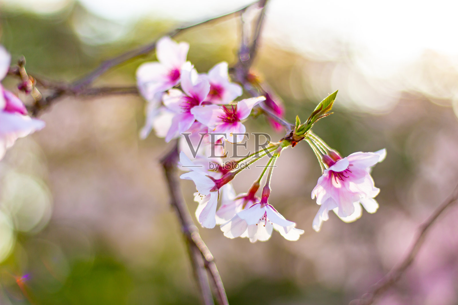美丽的樱花树和花朵特写照片摄影图片