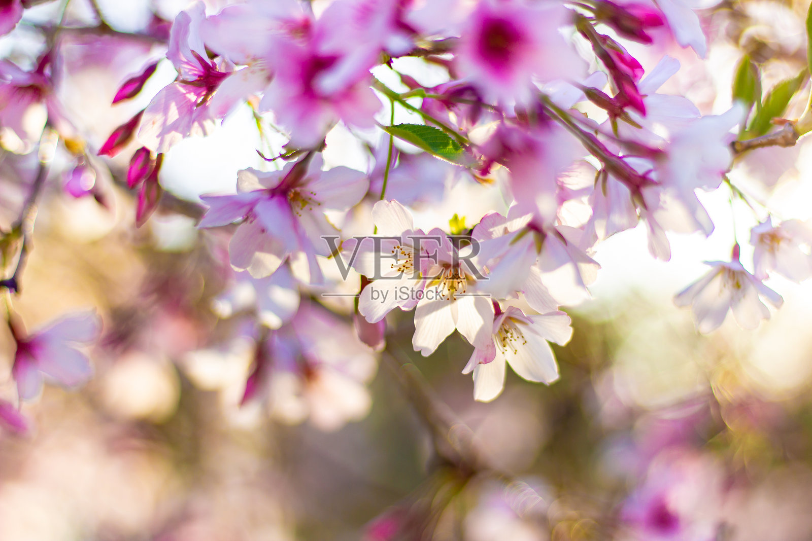 美丽的樱花树和花朵特写照片摄影图片