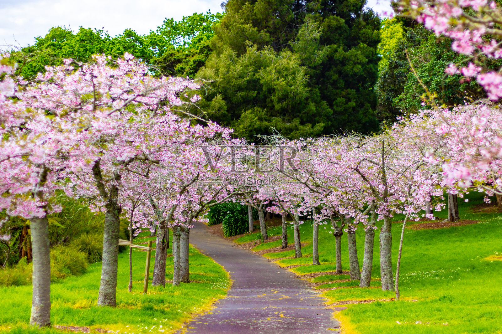 美丽的樱花树和花朵特写照片摄影图片