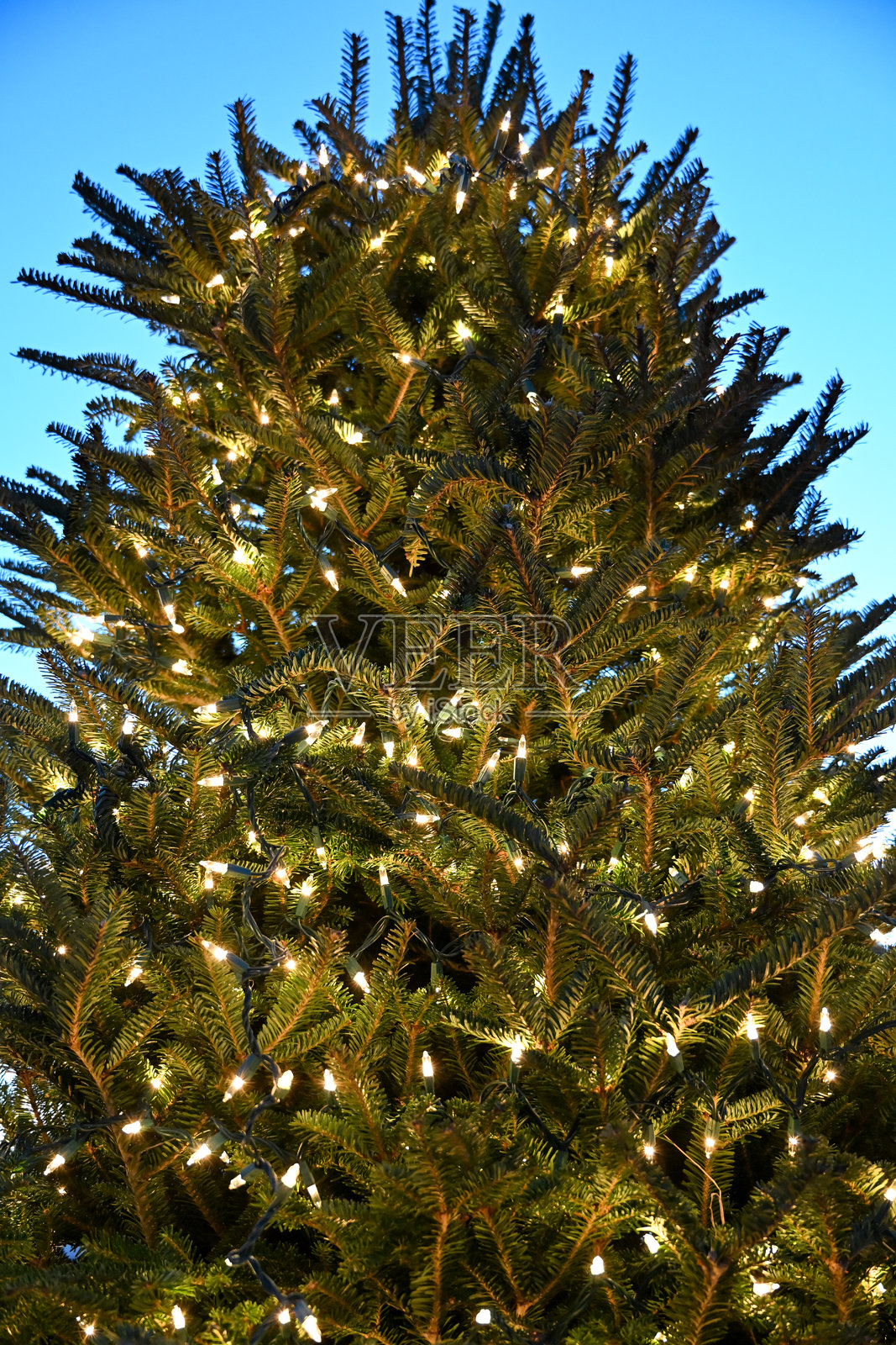 带有白色灯饰的常青树照片摄影图片