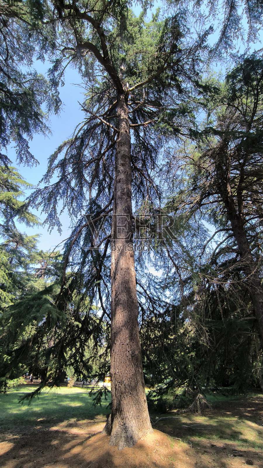 罗维尼金色岬角公园里高耸的雪松树照片摄影图片