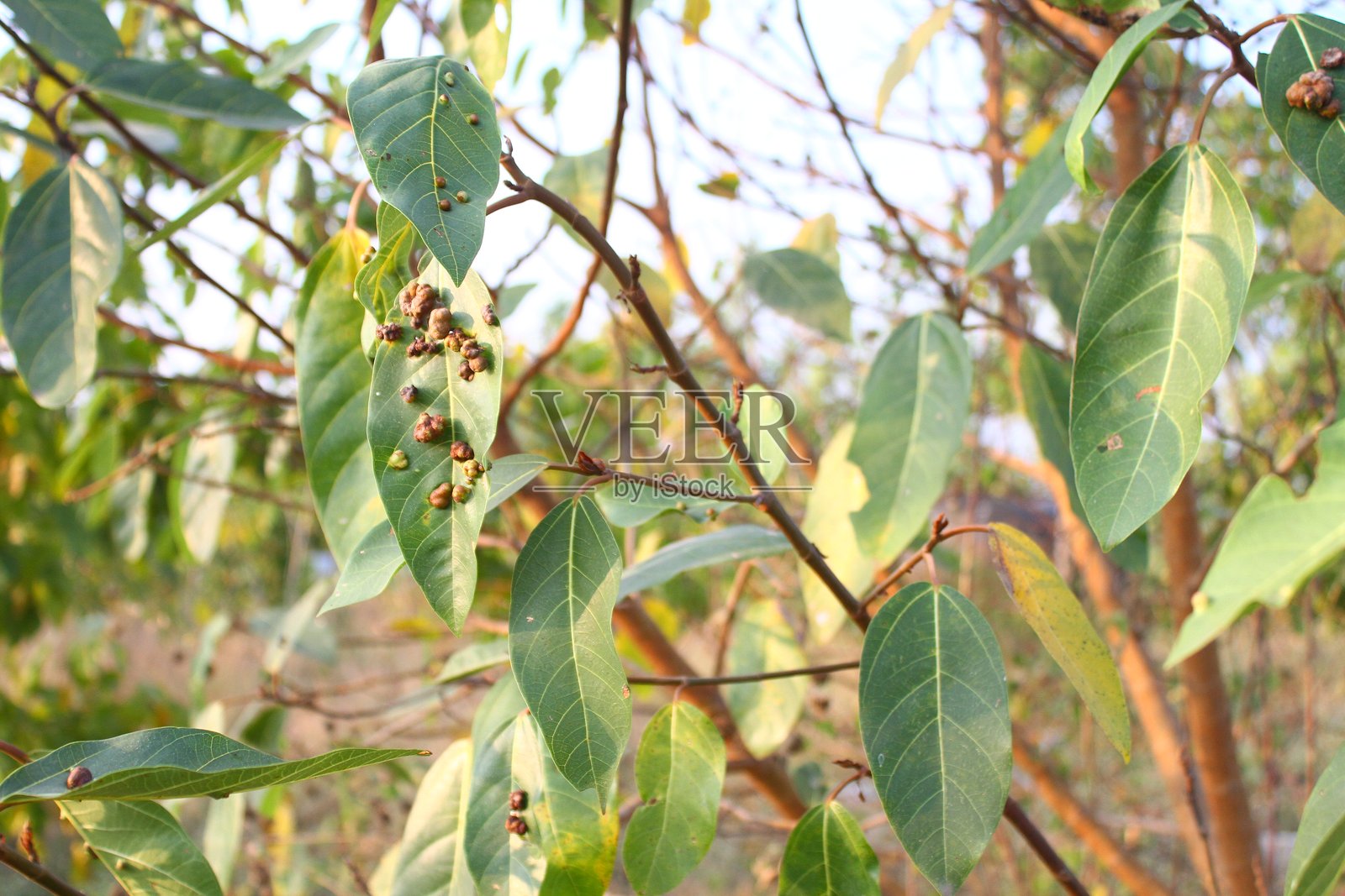 植物上的异常细胞增生（虫瘿）照片摄影图片