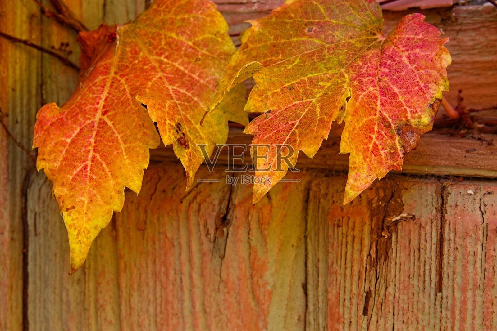 鲜红、鲜黄和鲜绿的波士顿常春藤（Parthenocissus tricuspidata），亚利桑那州特写。照片摄影图片