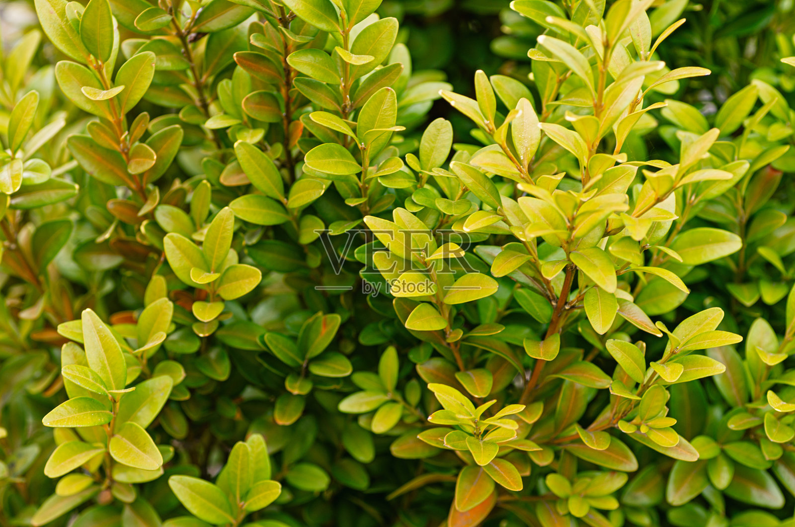 黄杨嫩叶，绿色灌木，花园叶子，新鲜特写照片摄影图片