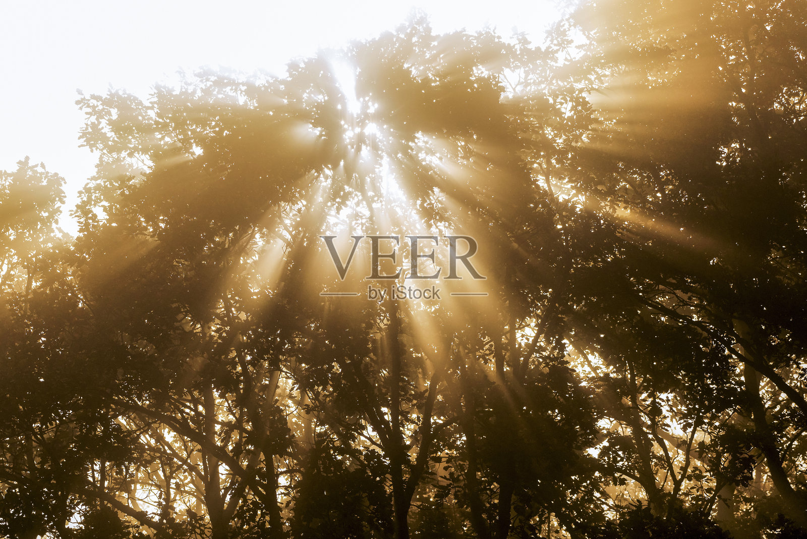 秋日林间，阳光穿透树梢照片摄影图片