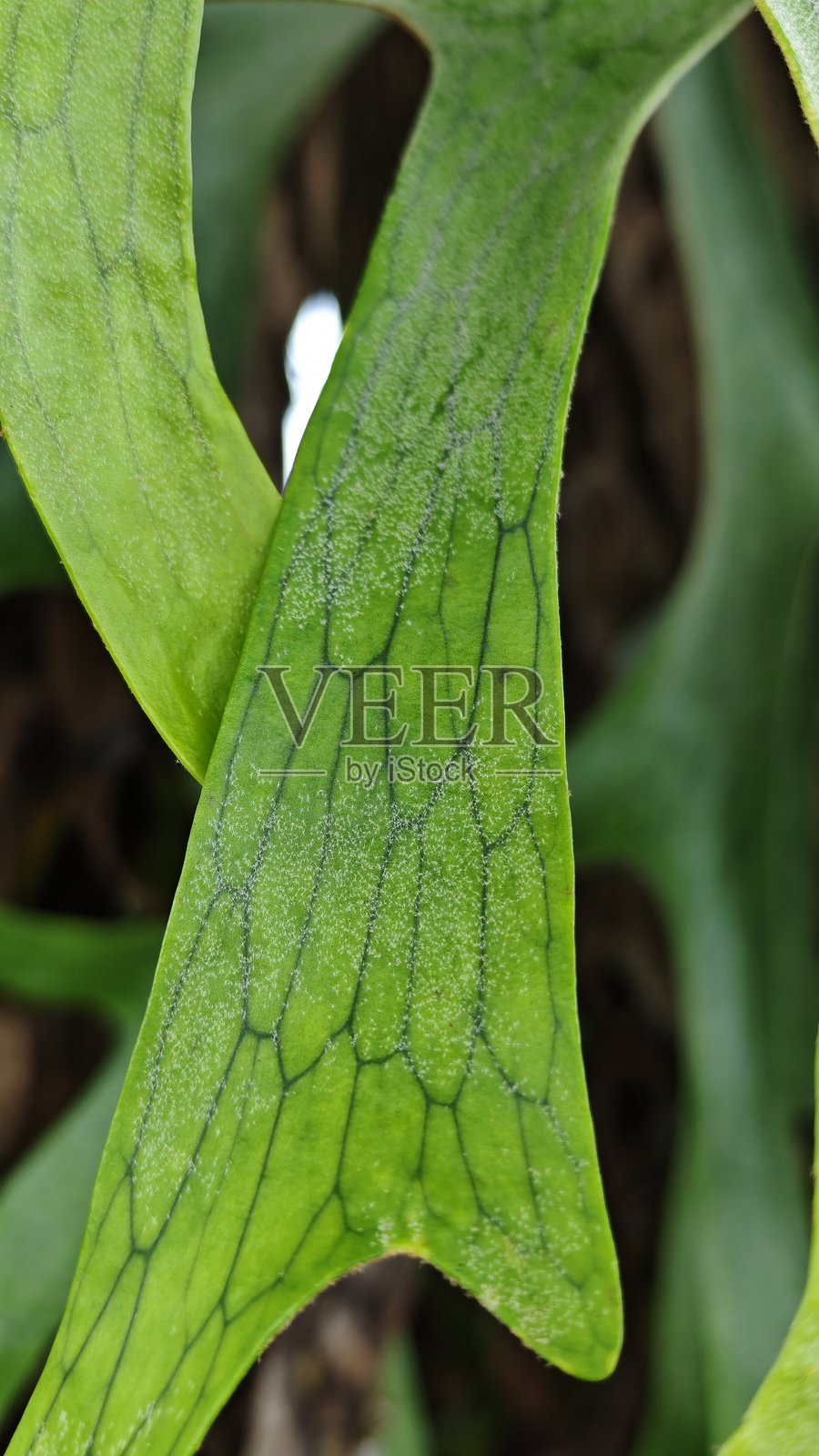 花园里的鹿角蕨。照片摄影图片