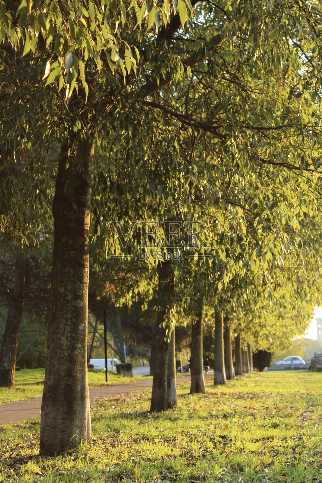 树木照片摄影图片