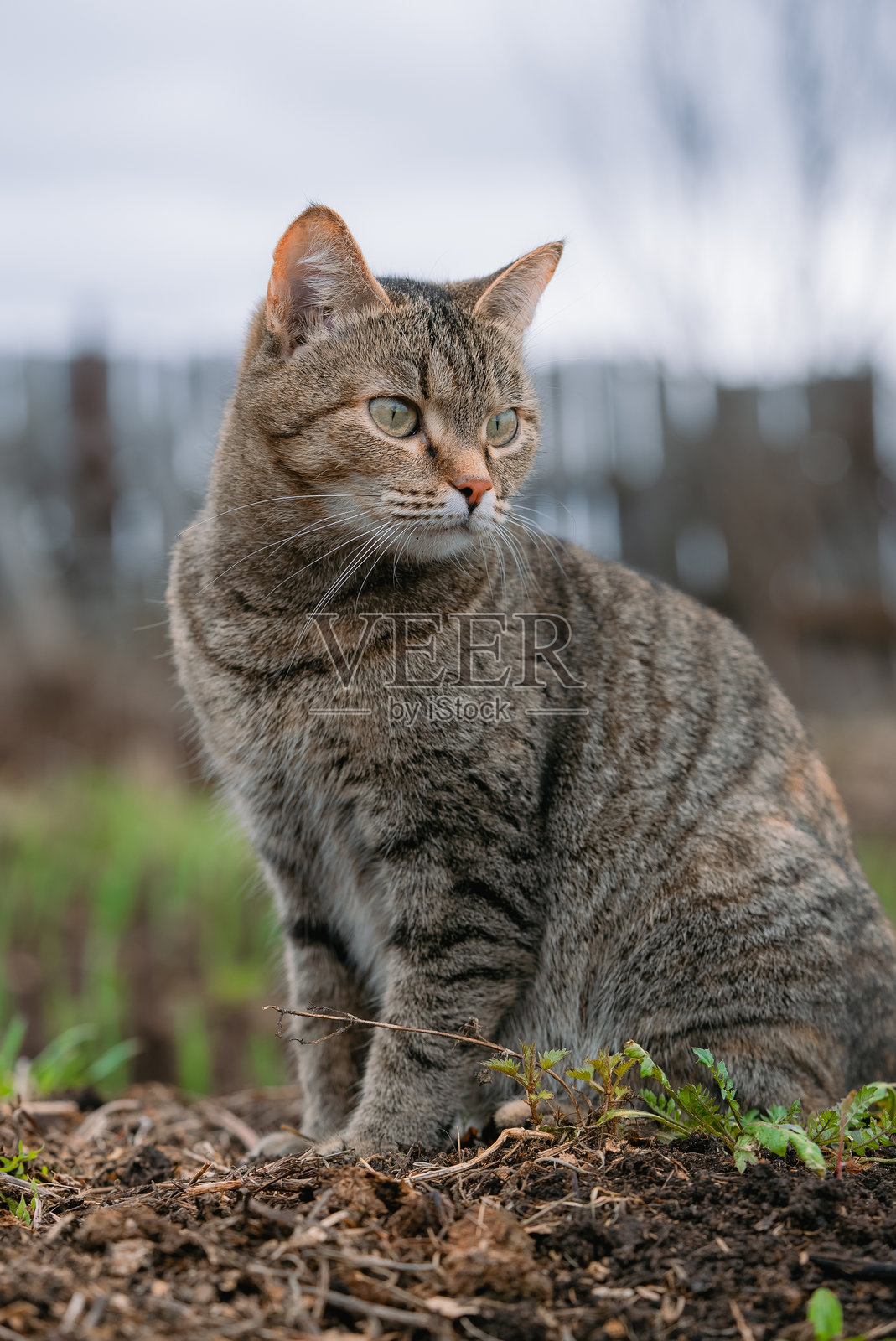 一只虎斑猫正趴在花园的泥土上休息，表情警觉地凝视着，捕捉着它在自然绿色环境中安静沉思的瞬间照片摄影图片