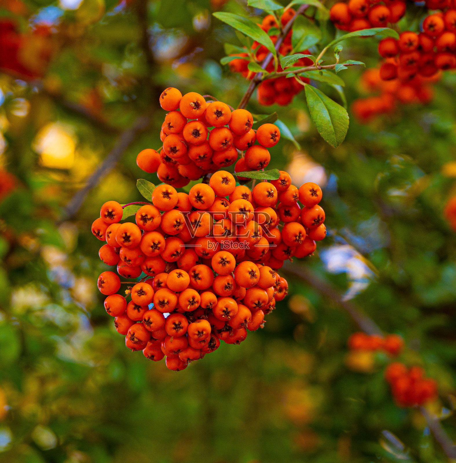 罗文莓特写，背景为绿色照片摄影图片