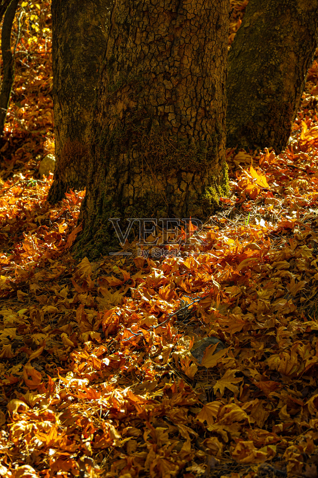 塞浦路斯Platania国家公园的秋色落叶与树干照片摄影图片