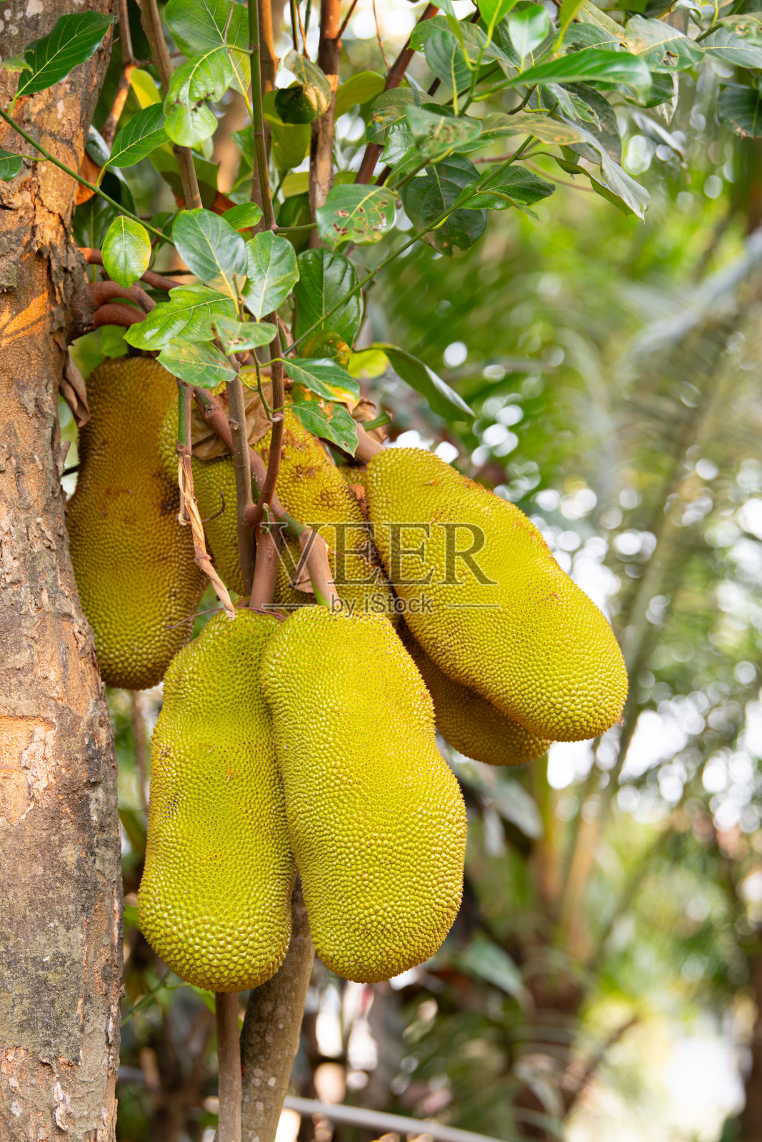 印度热带水果绿熟的波罗蜜（或称杰克果）在树上生长，食物种植与采摘，位于科钦的花园照片摄影图片