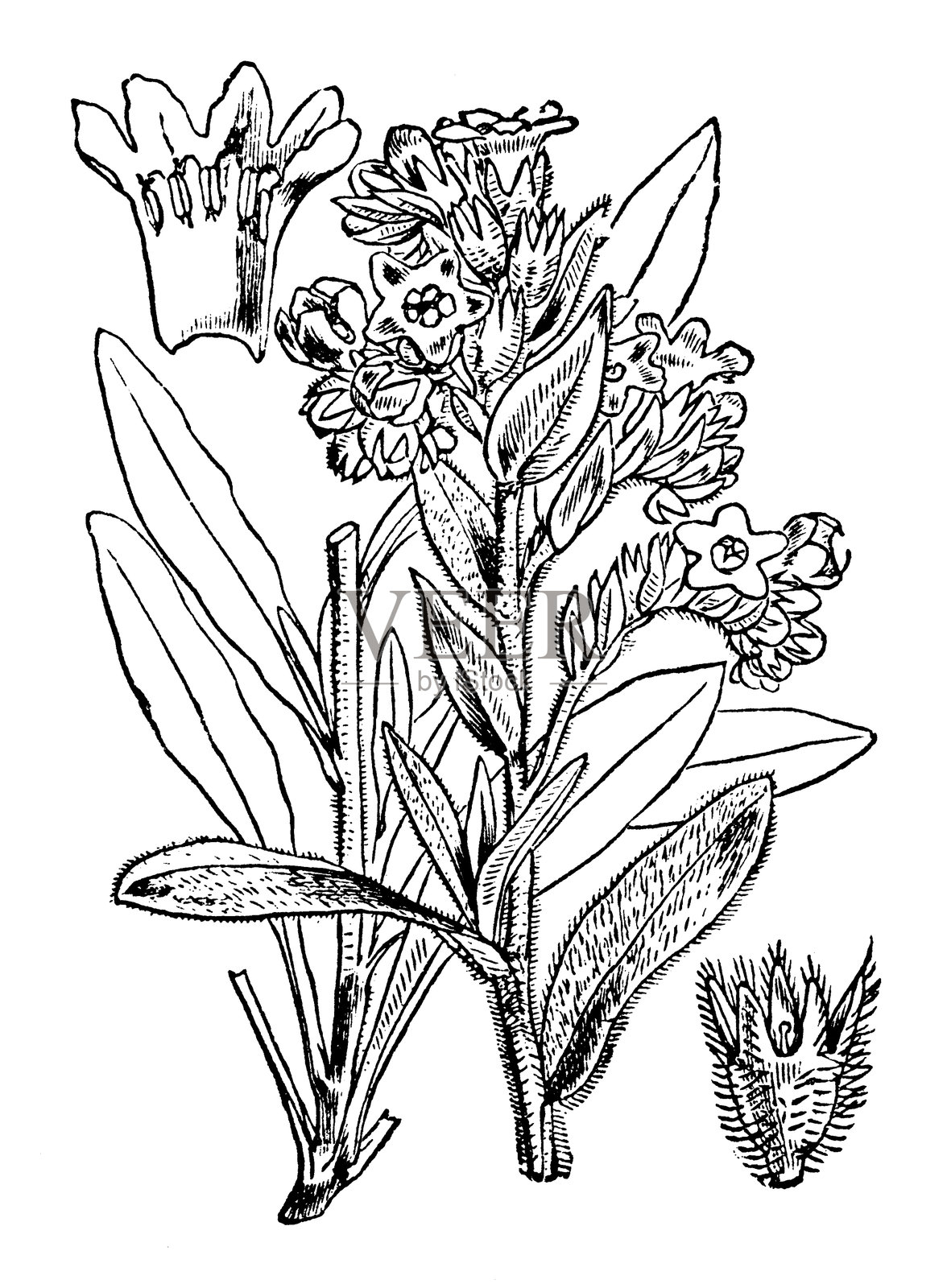 蓝花草插画图片素材