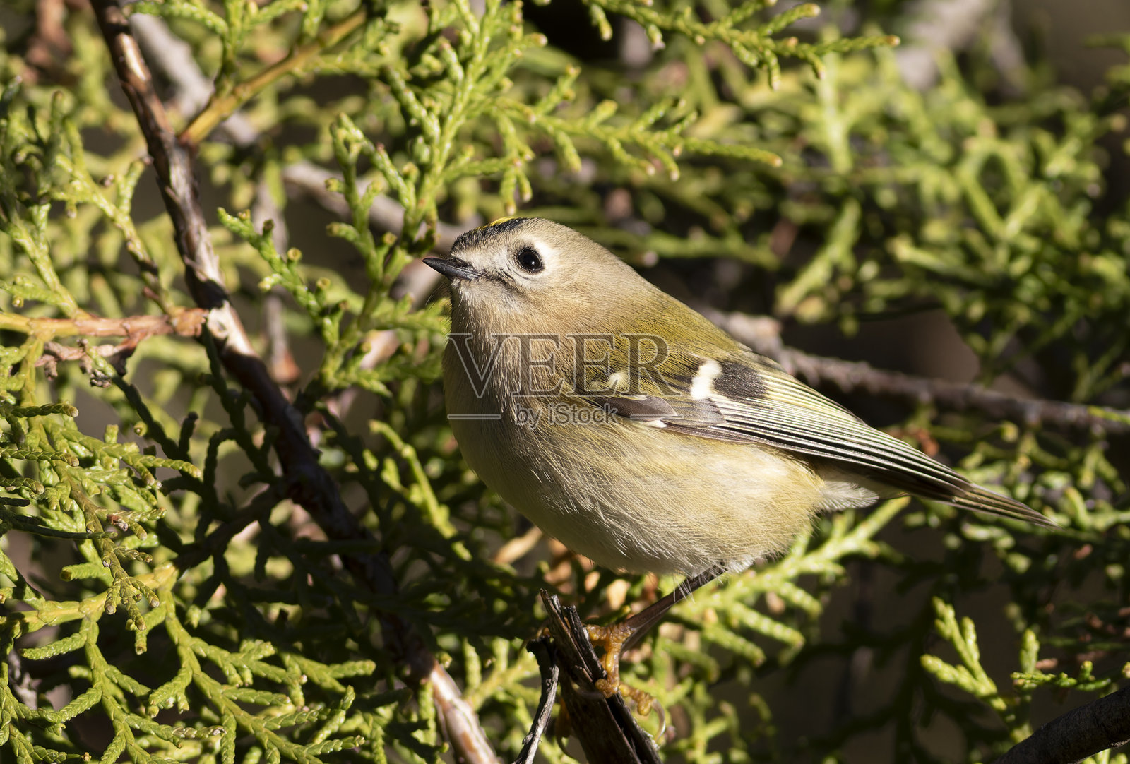 金冠鹎，鹪鹩属。一只鸟栖息在侧柏树的树枝上照片摄影图片