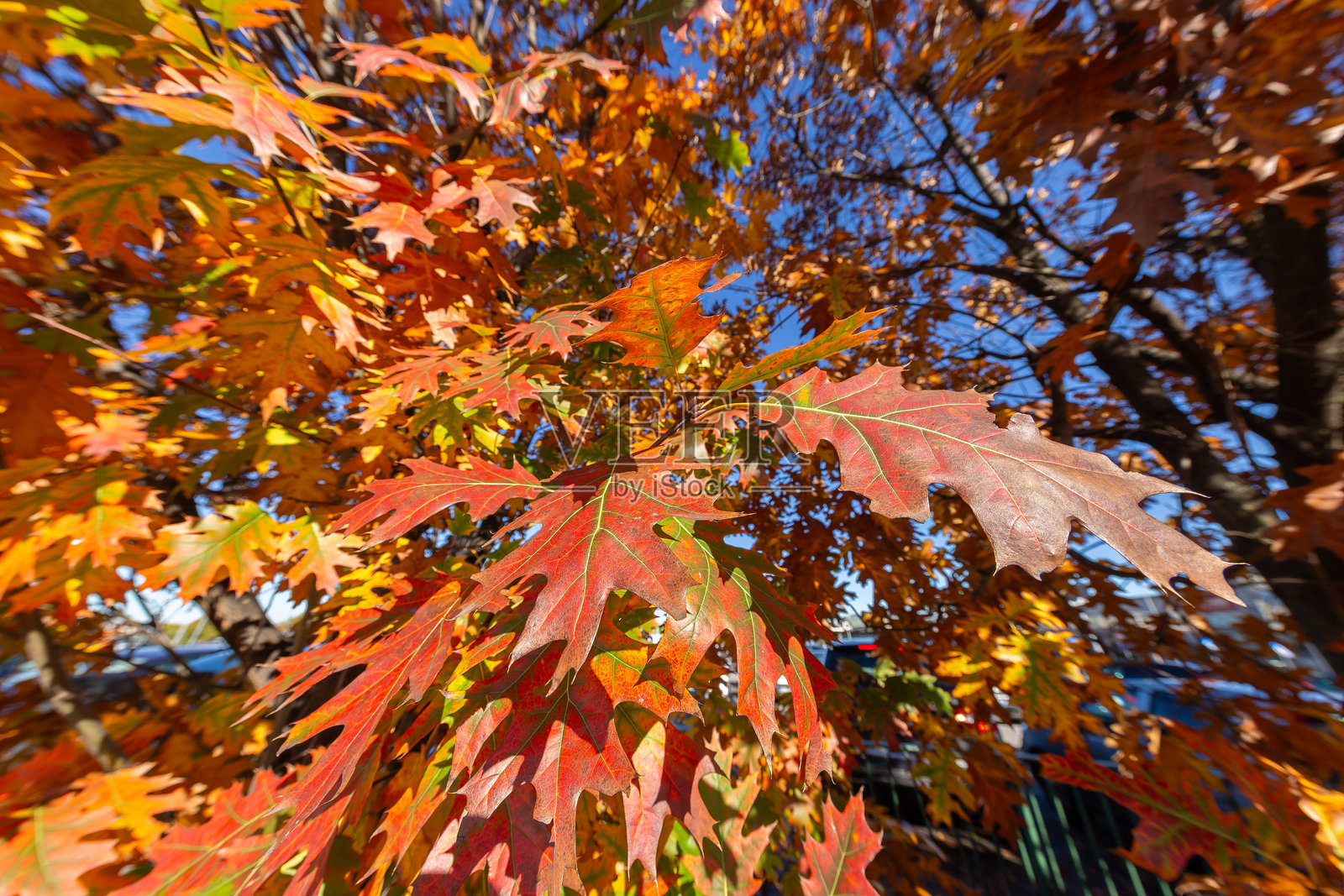 秋叶照片摄影图片