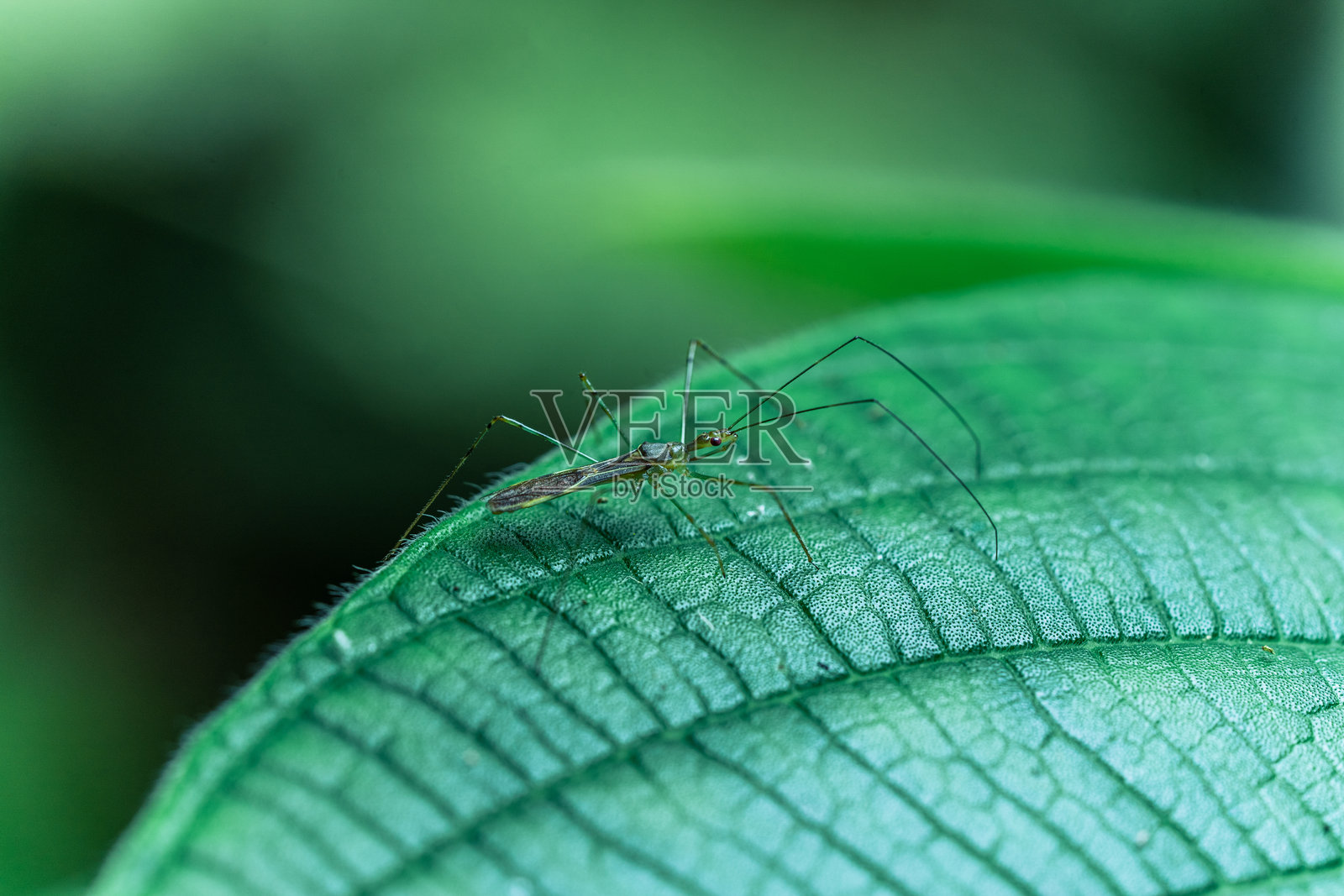 亚马逊的绿叶照片摄影图片