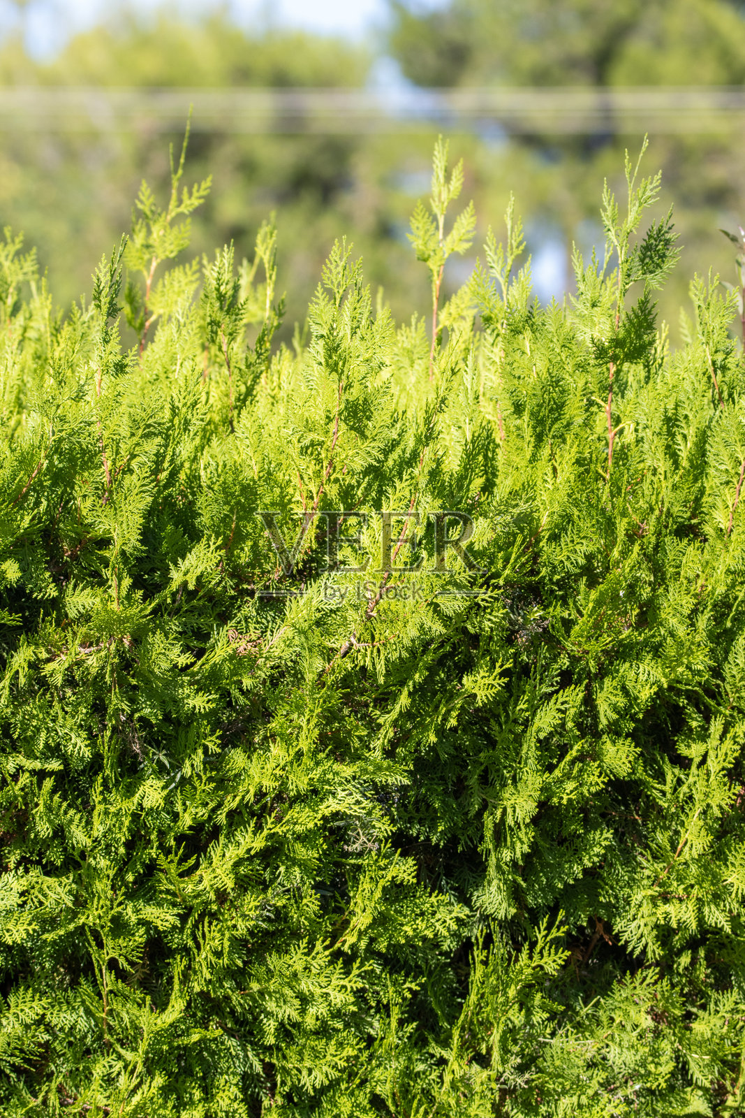 特写细节的针叶树篱笆，背景为自然景物照片摄影图片