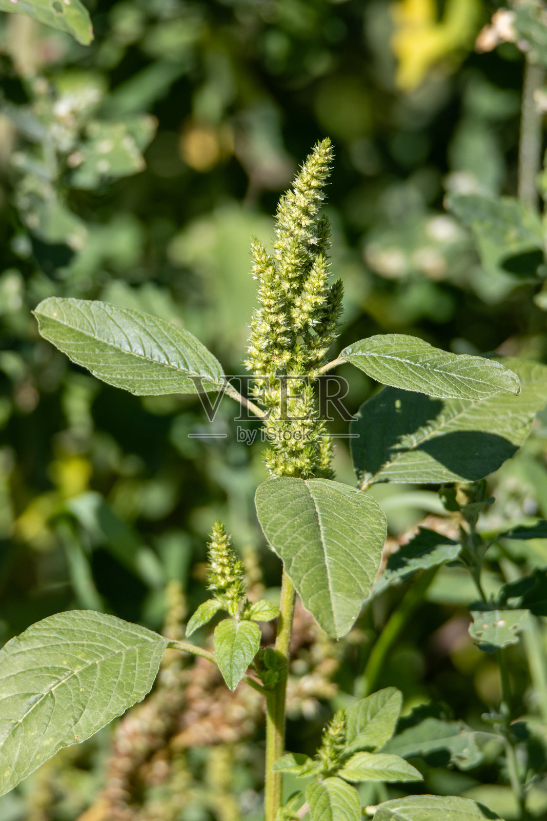 特写苋菜植物的种子头和红色的茎及叶子，背景为自然风光照片摄影图片