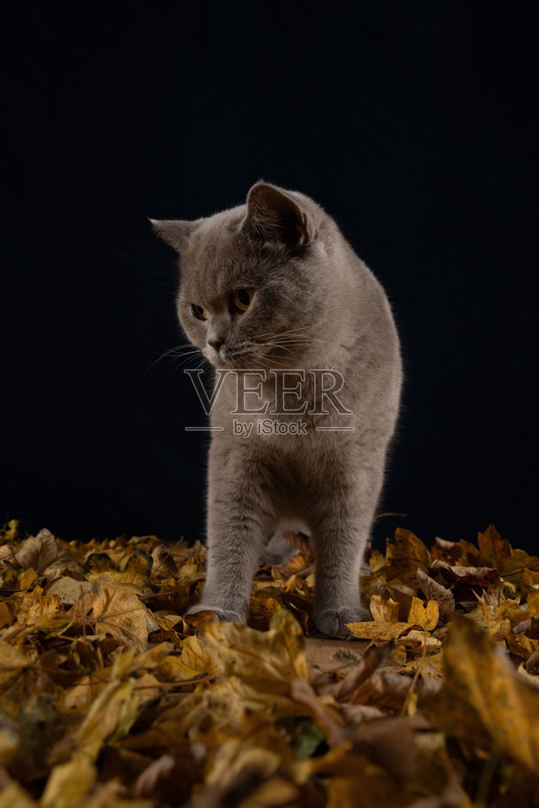 秋叶上的灰猫照片摄影图片