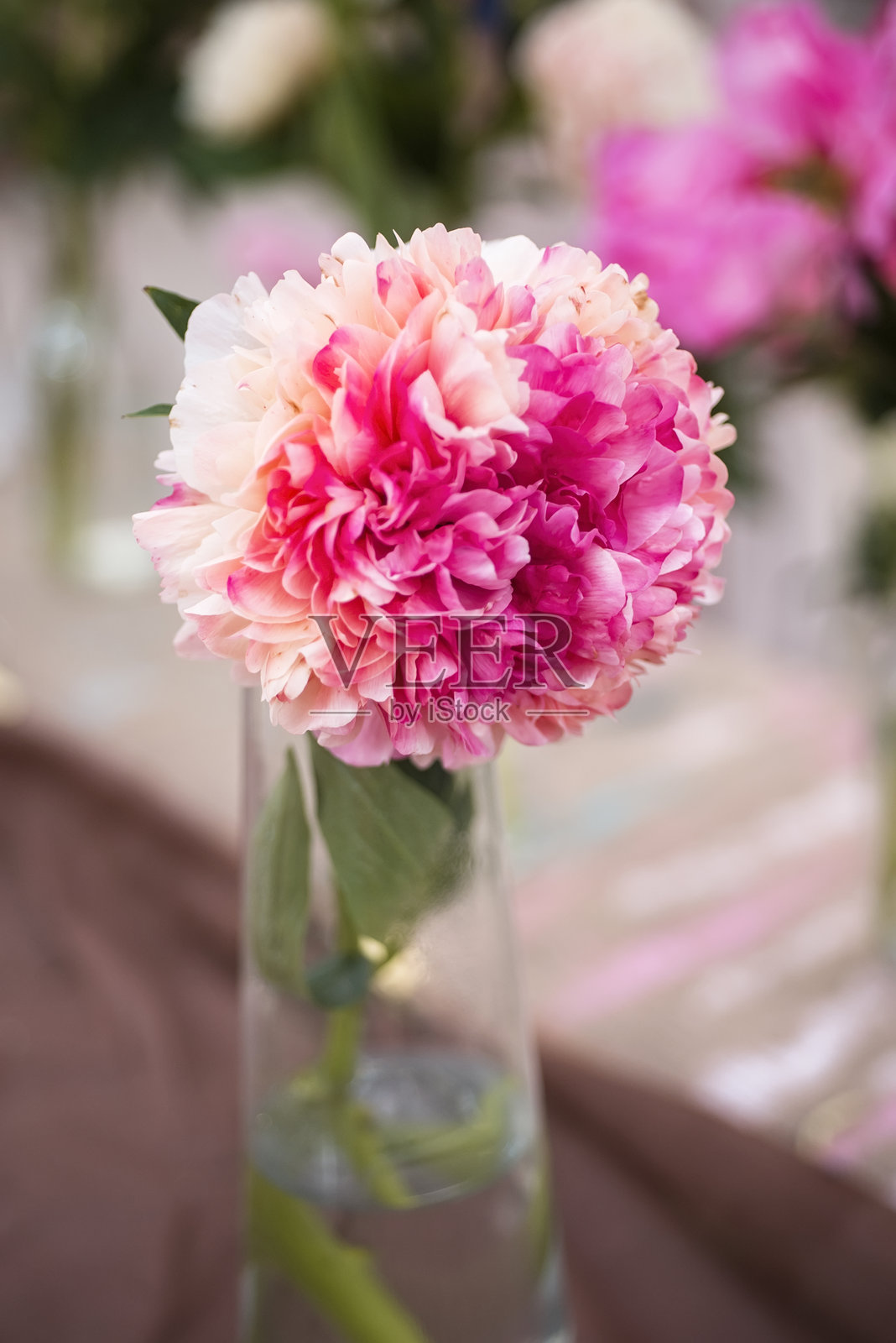 娇艳的牡丹照片摄影图片