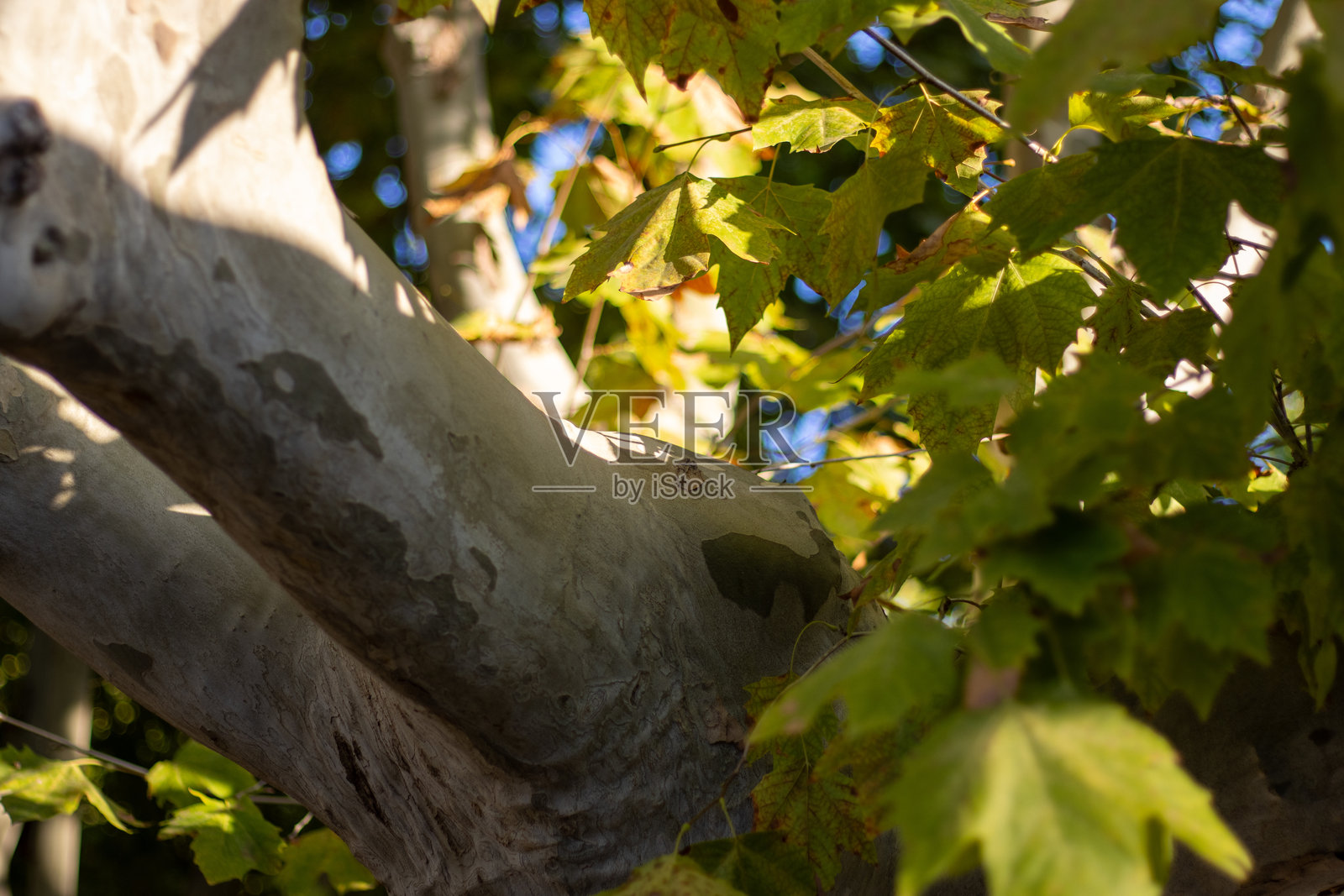 特写细节的梧桐树或悬铃木，孤立在自然背景上照片摄影图片