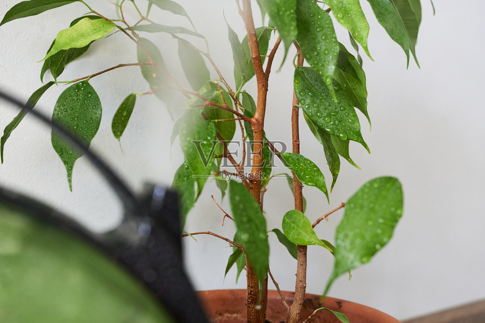 特写镜头：加湿器与室内植物的背景。照片摄影图片