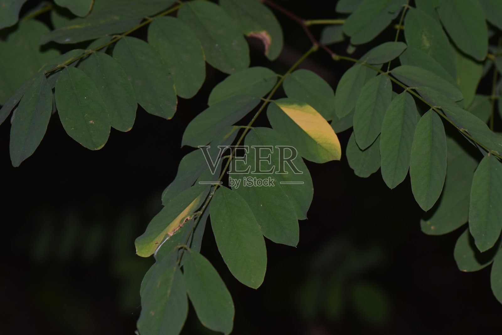 秋季金合欢树黄绿相间的叶子特写照片摄影图片