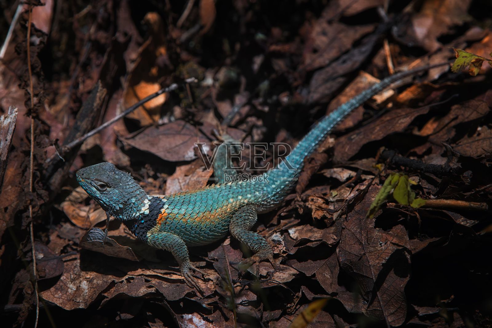 色彩斑斓的蜥蜴伪装在林地上照片摄影图片