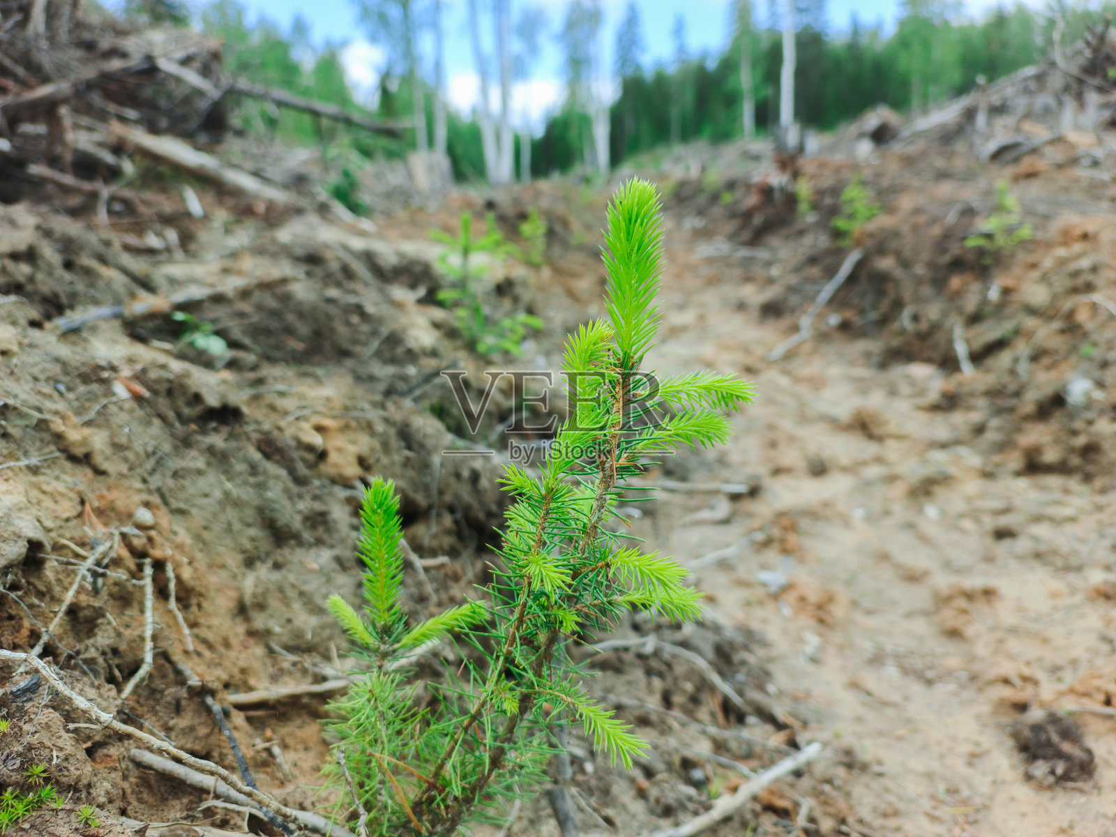 针叶树幼苗照片摄影图片