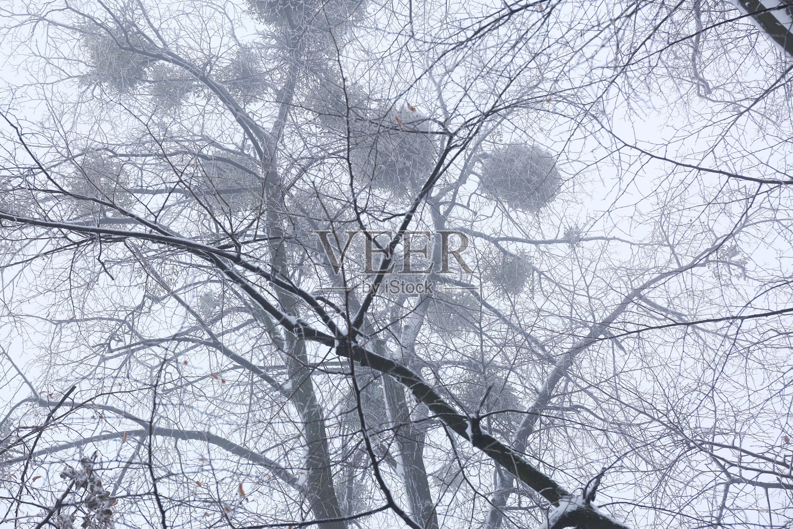 公园树木覆盖着白雪，初雪照片摄影图片